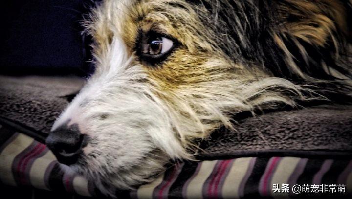 狗狗肝脏受损5大征兆图片能治愈吗（狗狗肝功能异常的症状）