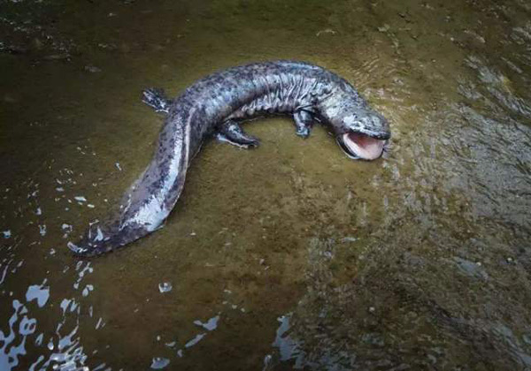 娃娃鱼有灵性不要吃（吃娃娃鱼犯法吗）