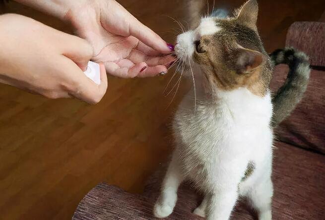 你全懂猫咪这些肢体语言，说明是个资深猫奴