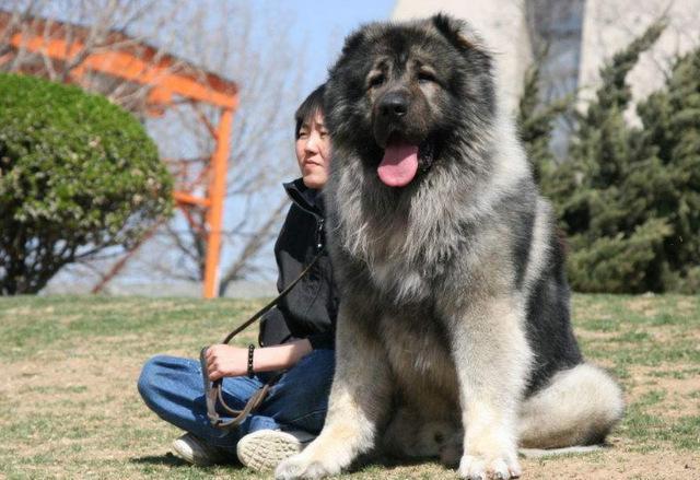 世界上最傻的是什么品种的狗（附：最厉害的狗排名前十）