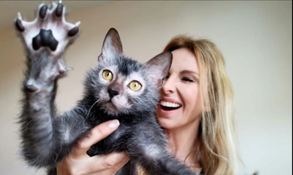 苏格兰高地猫折耳猫图片及品种（你知道苏格兰高地长毛猫多少钱吗）