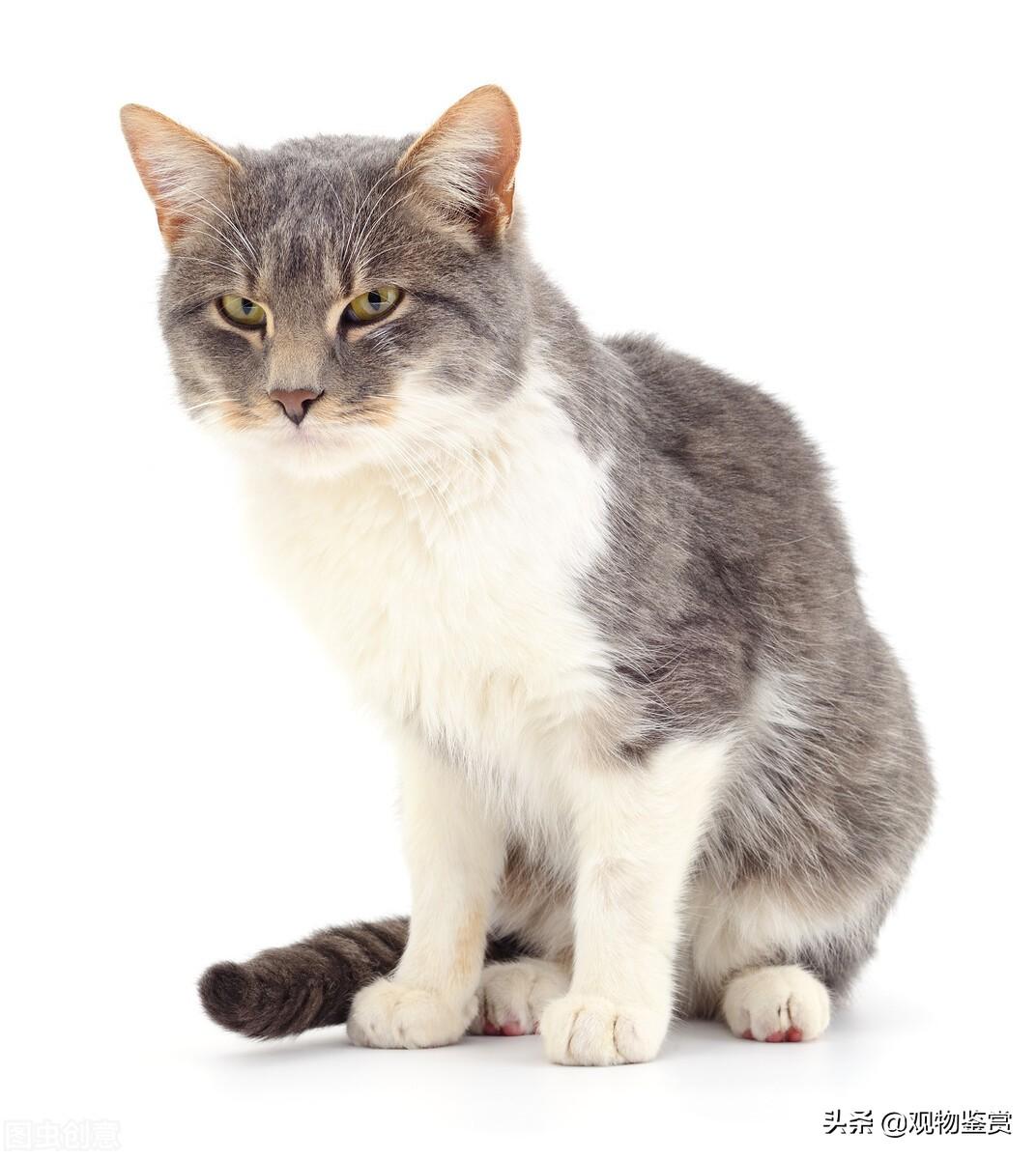 猫生前会流4天红色分泌物正常吗（猫咪见红了但没有羊水出来）