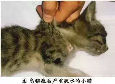 猫瘟多久传染给另一只猫（接触过猫瘟的猫怎么预防感染）
