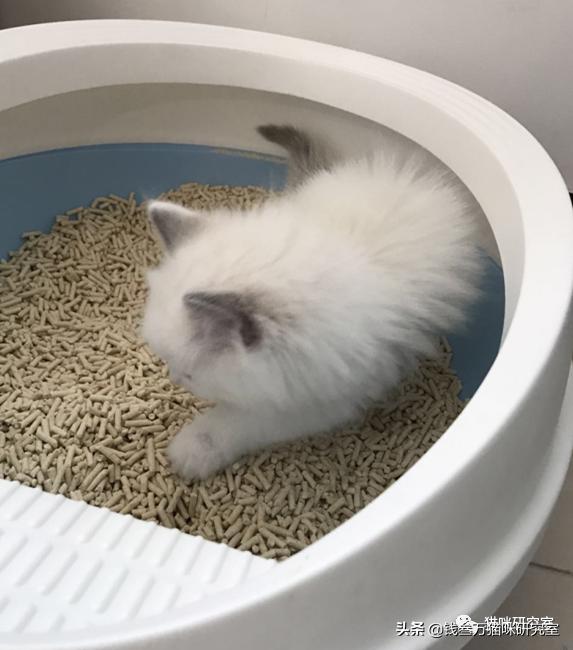 小猫拉稀能自愈吗(一个月小猫拉稀能自愈吗)