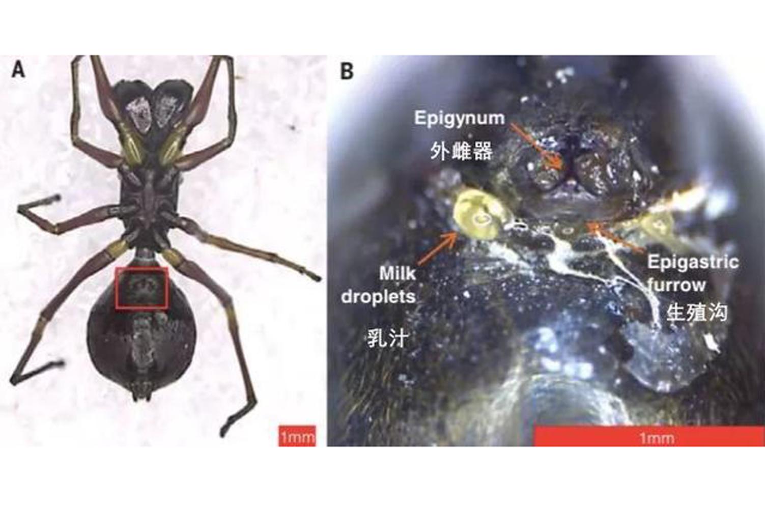 蜘蛛繁殖方式是胎生还是卵生的呢图片（有些蜘蛛是胎生的哺乳动物）