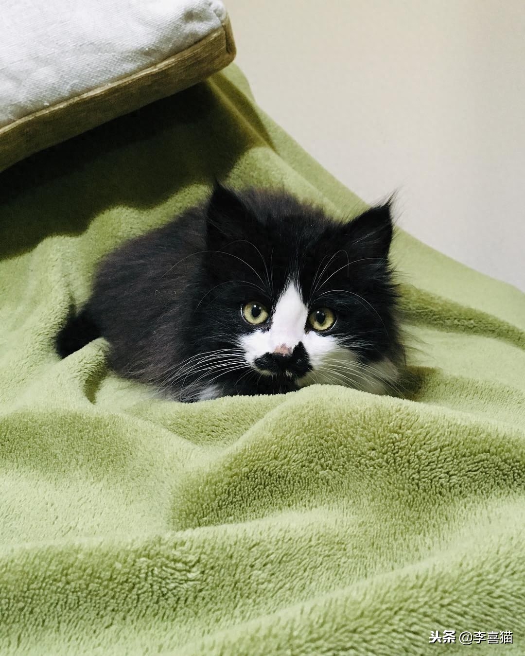 猫一直叫个不停咋办（附：幼猫喵喵叫通常是有需求的）