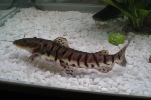 可以养的观赏鲨鱼有多少种（附：人工养殖的4种不同品种的鲨鱼）