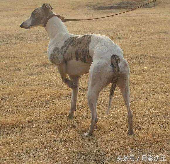 格力犬怎样训练呢（详解：格力犬的训练技巧）