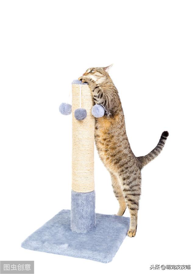 猫抓板买什么样的好(猫抓板买哪种好)