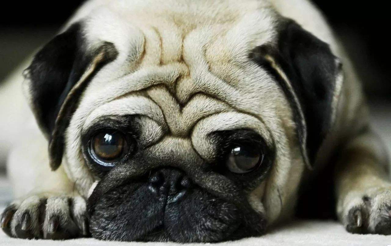 波斯猫和银渐层哪个更好（盘点波斯猫和银渐层性格特点大全）