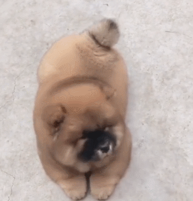 洋气冷门好听的狗名字大全（网上最火的狗的名字大全）