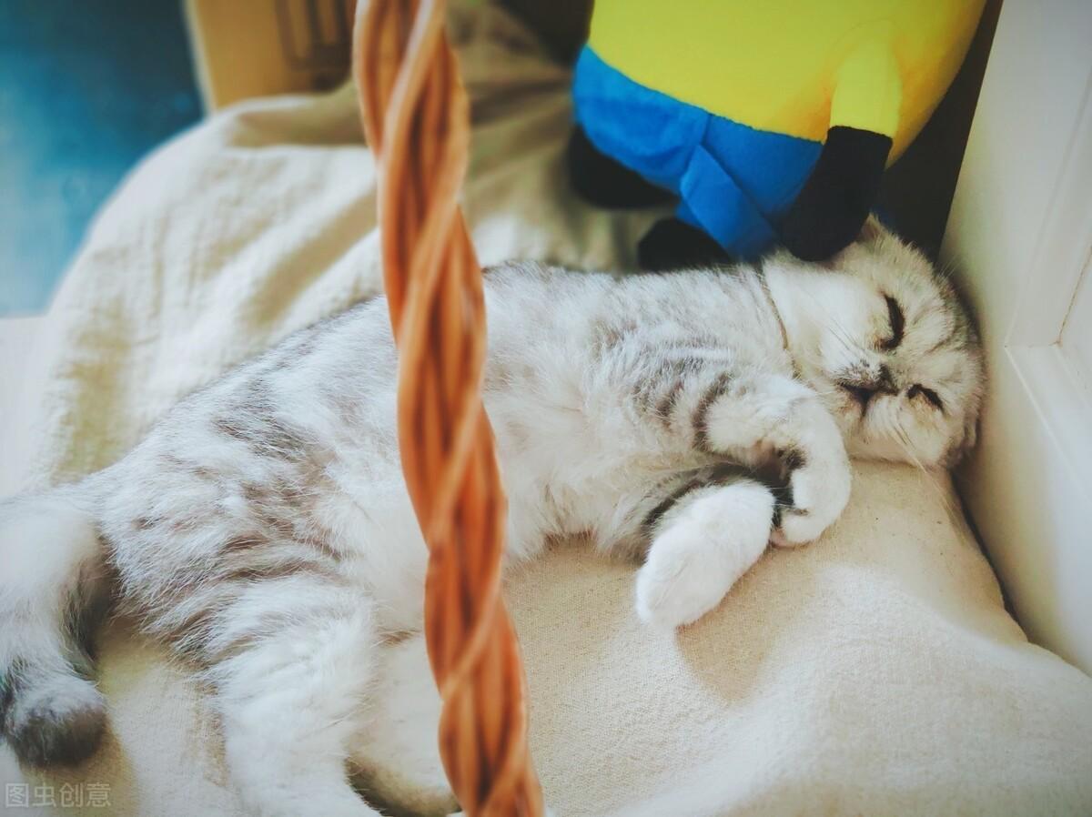 猫睡在头边和脚边的区别（猫睡在头顶上是什么意思图片）