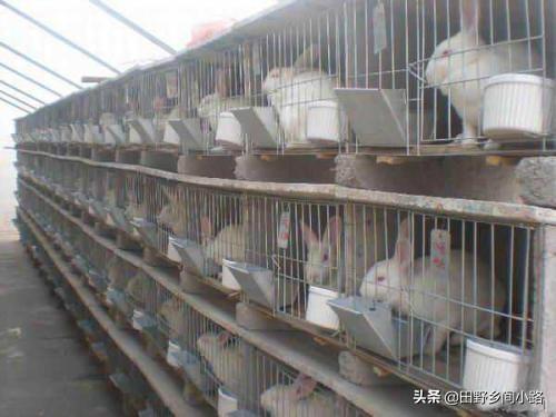 兔子怎么养才健康（附：家养兔子的技巧及注意事项）