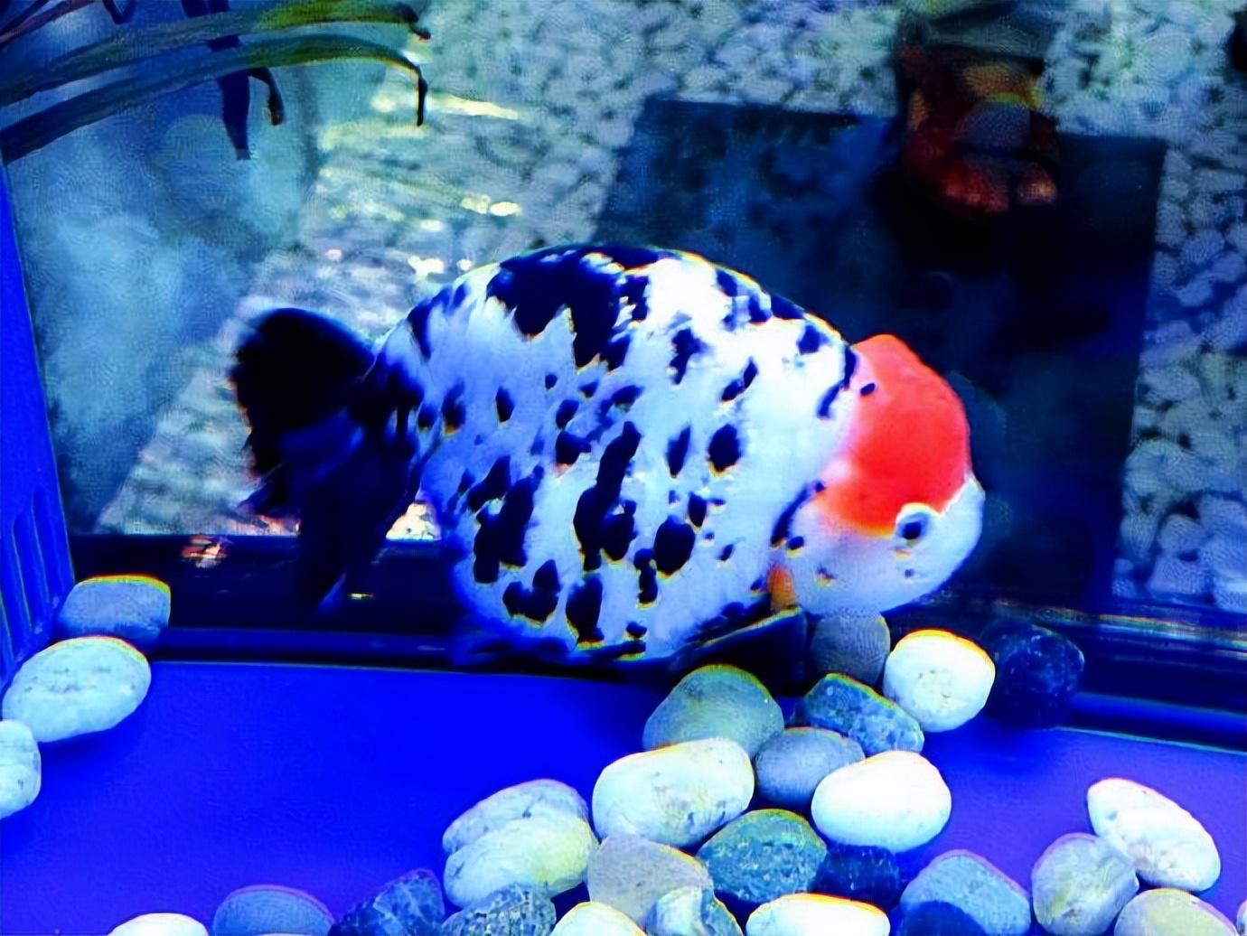 兰寿是冷水鱼还是热水鱼怎么养（兰寿鱼图片及饲养方法）