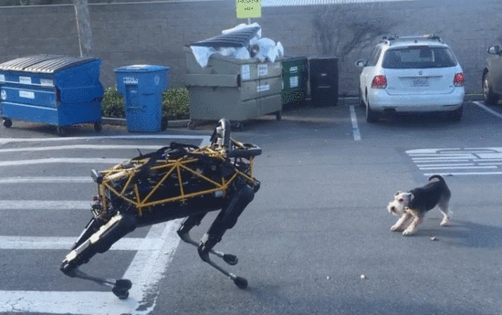 腊肠犬价格一览表（长毛腊肠犬多少钱）