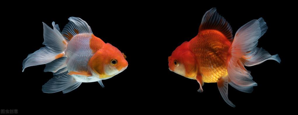 观赏金鱼怎么养