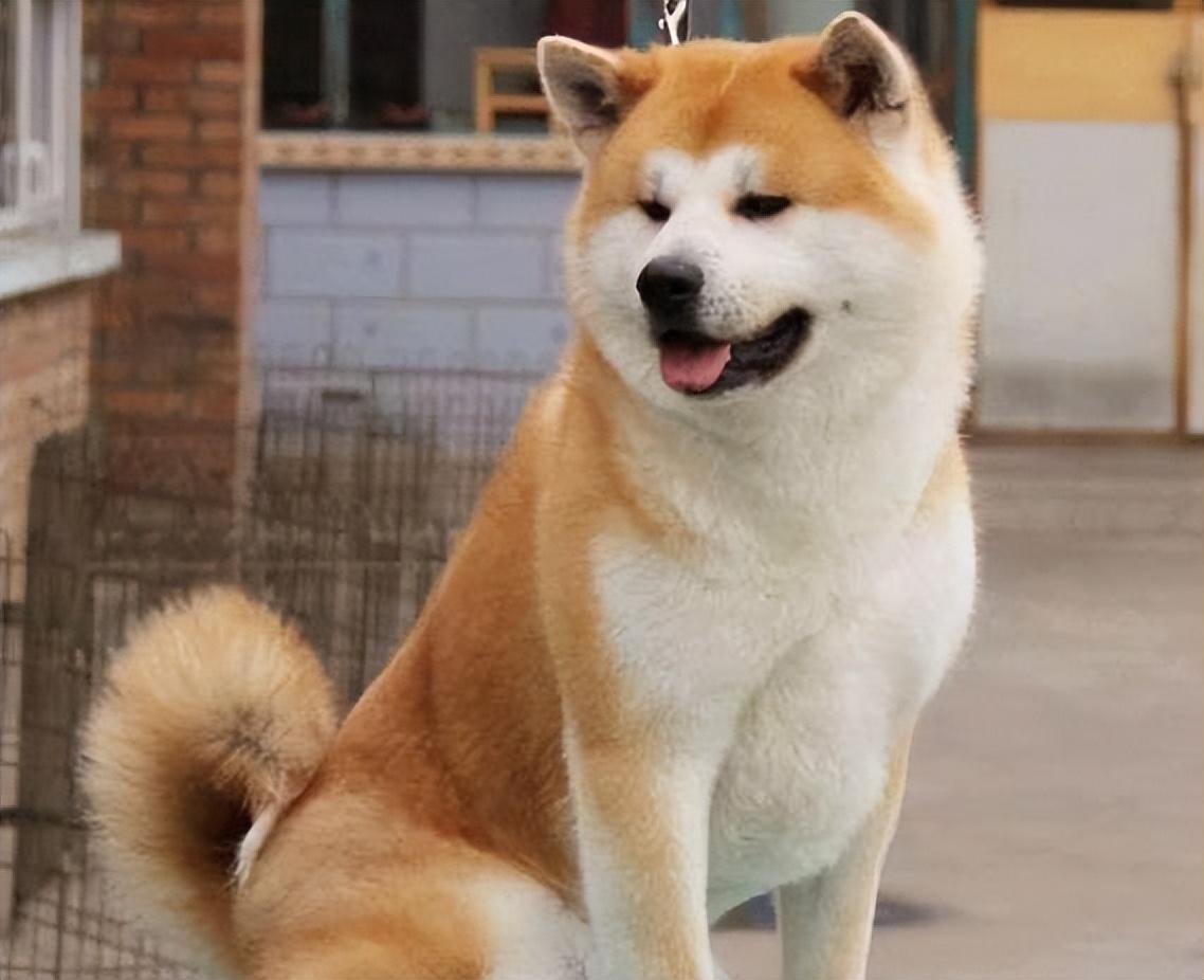 详解不建议养秋田的理由