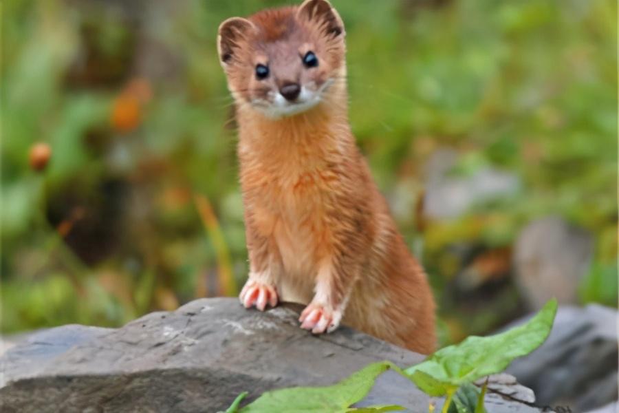 如何让黄鼠狼自己离开（盘点黄鼠狼怕鹅的原因）