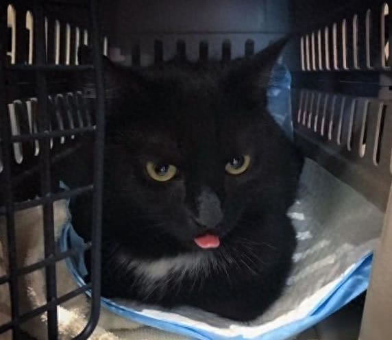 流浪猫上门产子是福是祸（附：养宠物是来陪伴自己的）