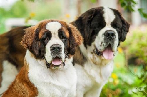 了解十大体型最大的狗（大型犬品种有哪些）