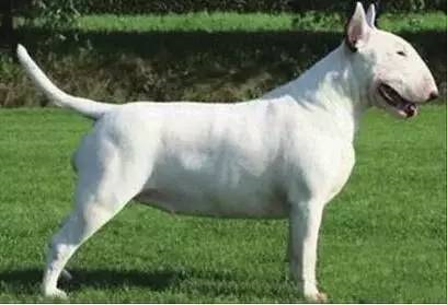 十大常见巨型犬排行（巨型犬品种大全）