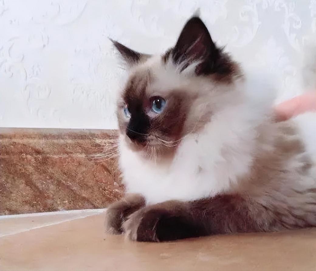 布偶猫眼色素1度到6度哪个好（布偶猫眼睛色素对比图片）