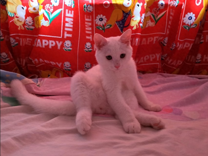 怎样判断猫报复性拉屎（注意：猫是报复心最强的动物）