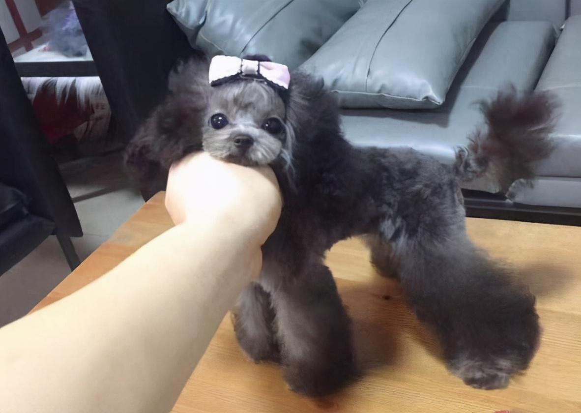 灰泰迪返灰期间禁忌不能吃什么（灰泰迪吃什么帮助返灰）