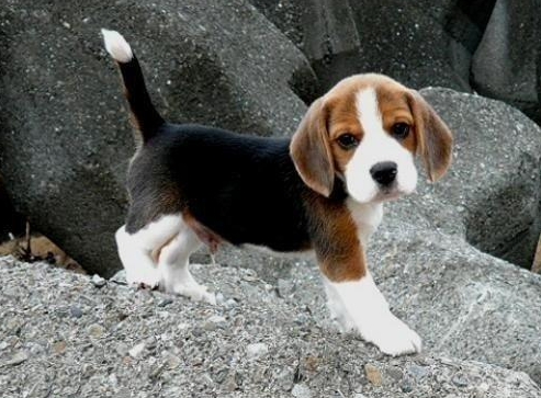 比格犬多少钱一只（附：便宜好看且不易生病的狗含比格犬）