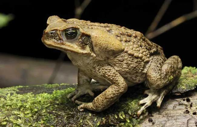 一圈黑色一圈红色的是什么蛇（ 详解：红黑相间的蛇有毒吗）