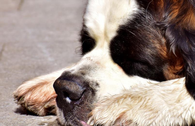 如何分辨狗狗假死和真死 看舌头