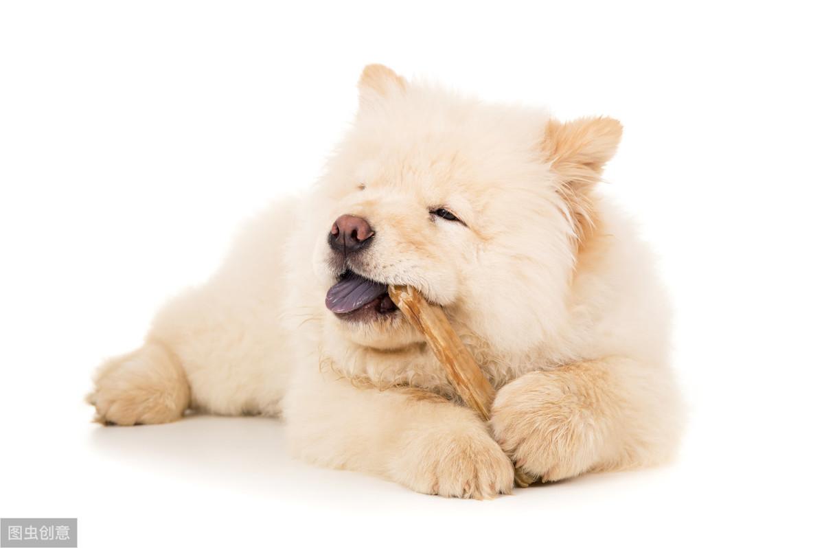 大白熊犬（大犬狗品种大全图片）