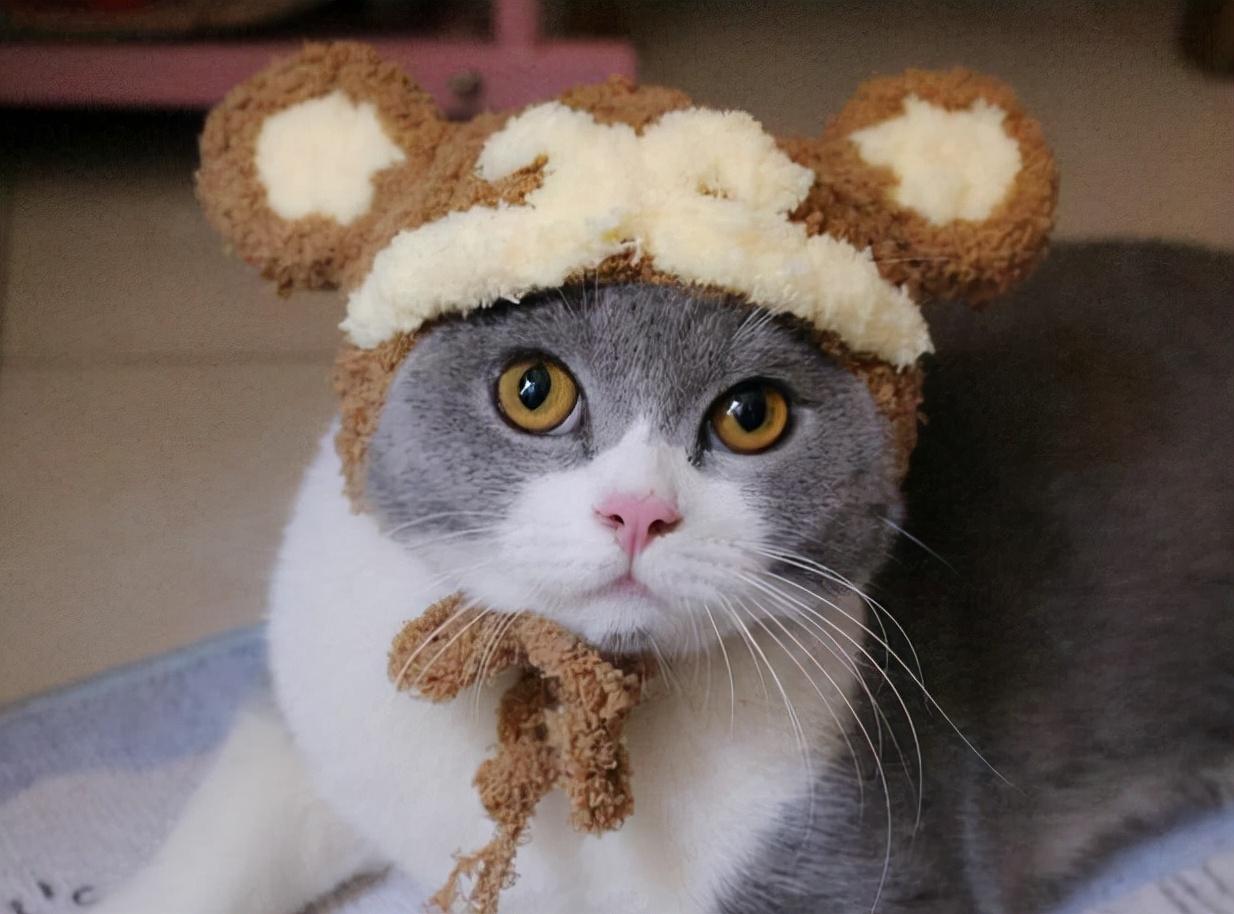 苏格兰高地猫折耳猫图片及品种（你知道苏格兰高地长毛猫多少钱吗）