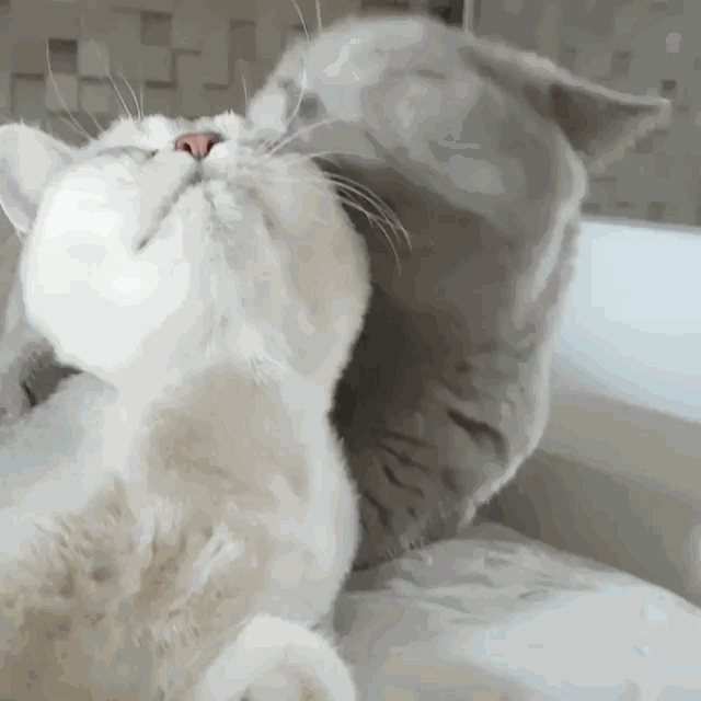 猫下巴长了疙瘩结痂图片怎么办（猫身上有结痂硬块扣下来带着毛）