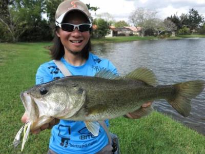 鲈鱼种类图片大全集(罗非鱼后加州鲈鱼又来了)