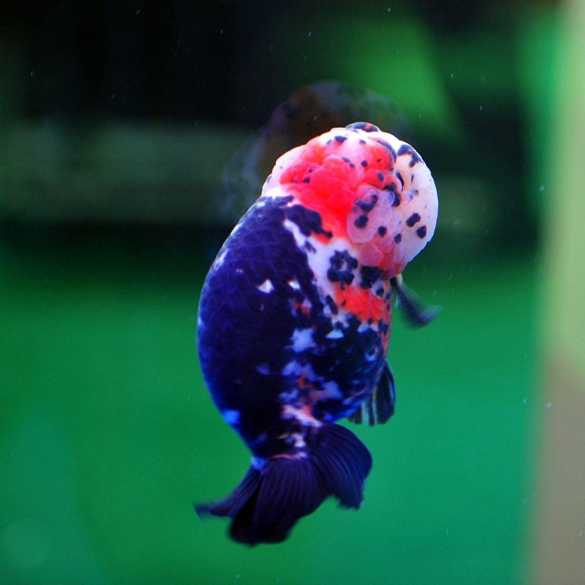 兰寿是冷水鱼还是热水鱼怎么养