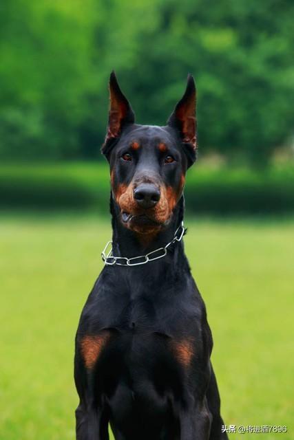 烈性犬是怎么分类的（烈性犬品种大全）