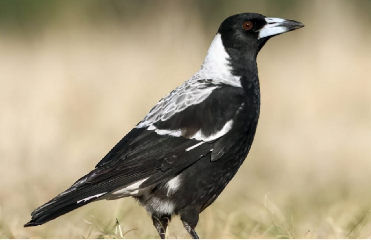 史上10种最恐怖的鸟（详解：世界上最危险可怕的鸟类）