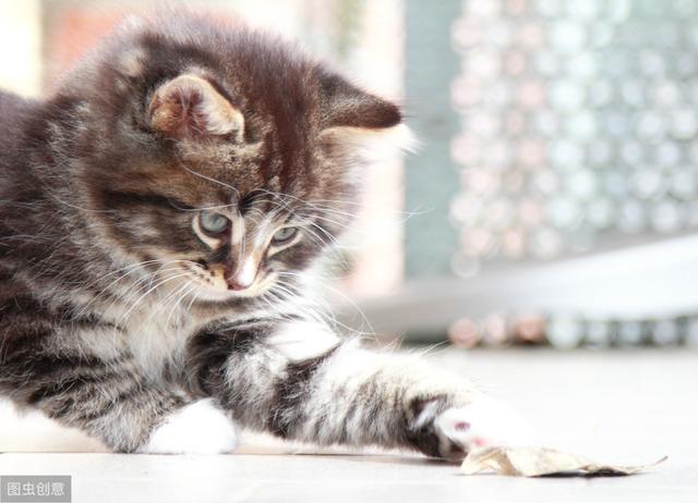 猫咪大便正常但是带血(猫咪大便正常但是带血怎么治疗)