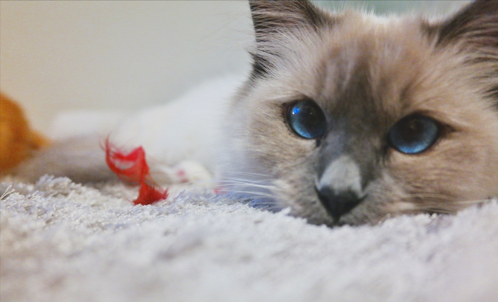 伯曼猫——被称为护殿神猫你了解吗（附：伯曼猫图）