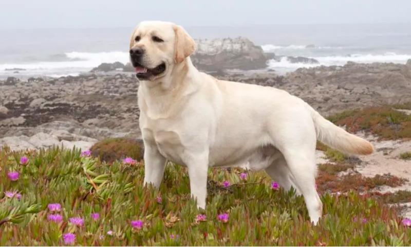 拉布拉多犬图片幼犬（拉布拉多6个品种的图片）