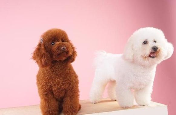 上班族养比熊还是泰迪