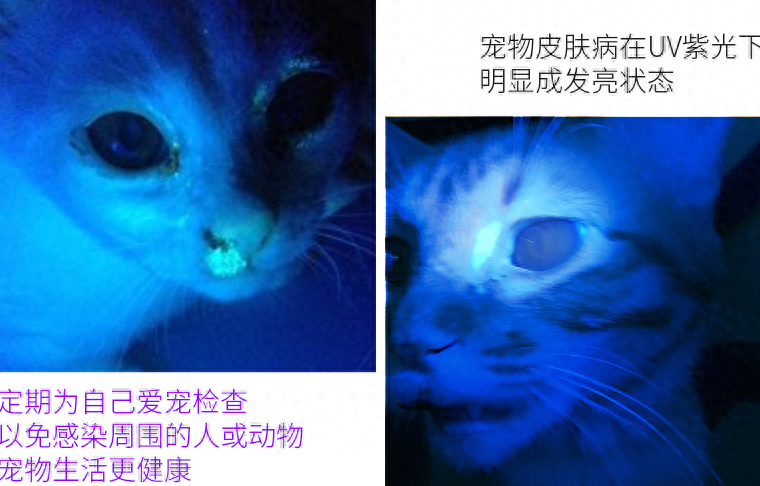 猫癣初期症状图有吗（附：猫藓难根治的原因及治疗与预防）