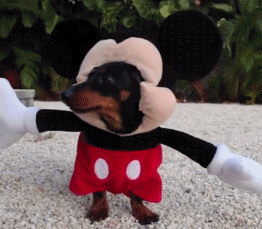 腊肠犬价格一览表（长毛腊肠犬多少钱）