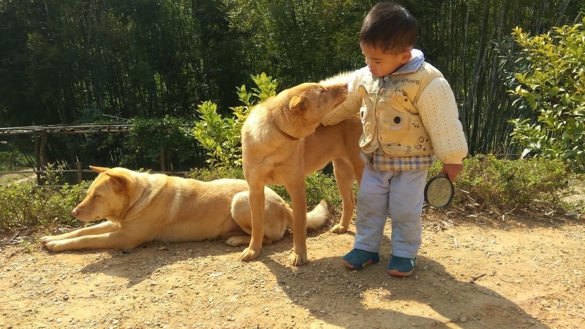 小型宠物狗的种类（附：不要错过这6种特忠诚的小型犬哦）