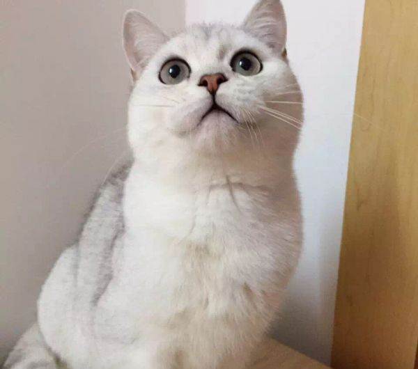 银渐层与波斯猫会生出啥样的猫（细解银渐层的复杂血统来源）