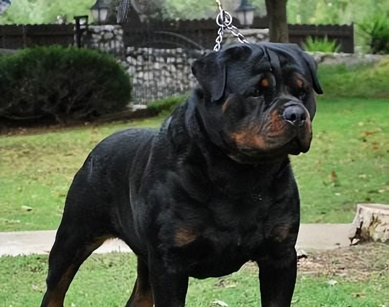 罗威纳犬难养吗（建议不养罗威纳犬的6种原因）