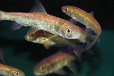 十大名贵锦鲤图片（国内十大最贵的淡水鱼）