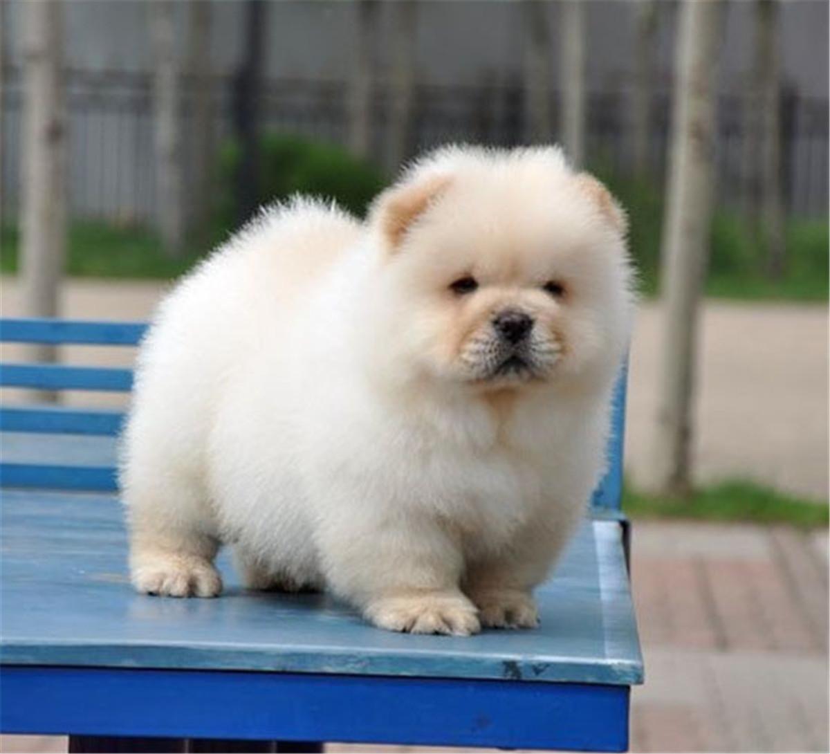 纯种松狮犬价格一览表（松狮犬多少钱一个）