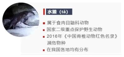 鸟的种类大全及名字拼音(这些动物的名字)